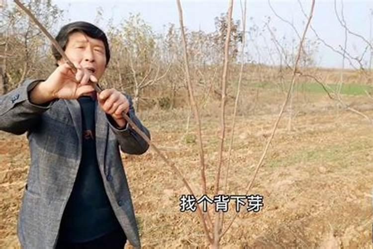 杨树的管理与施肥