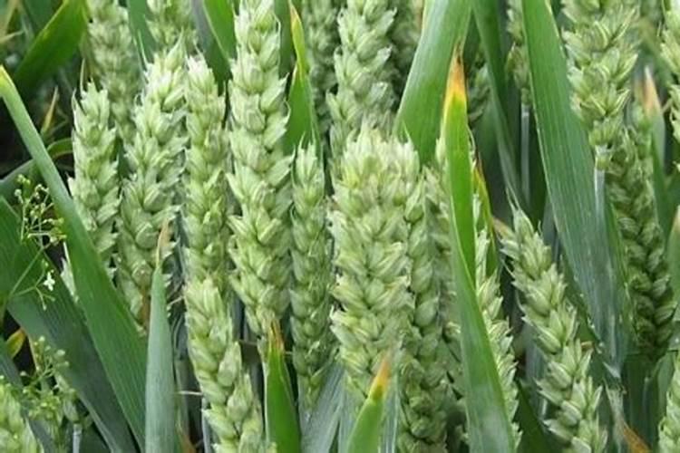 油菜施肥用什么肥料