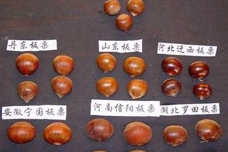 板栗高产用什么复合肥好 施肥注意事项