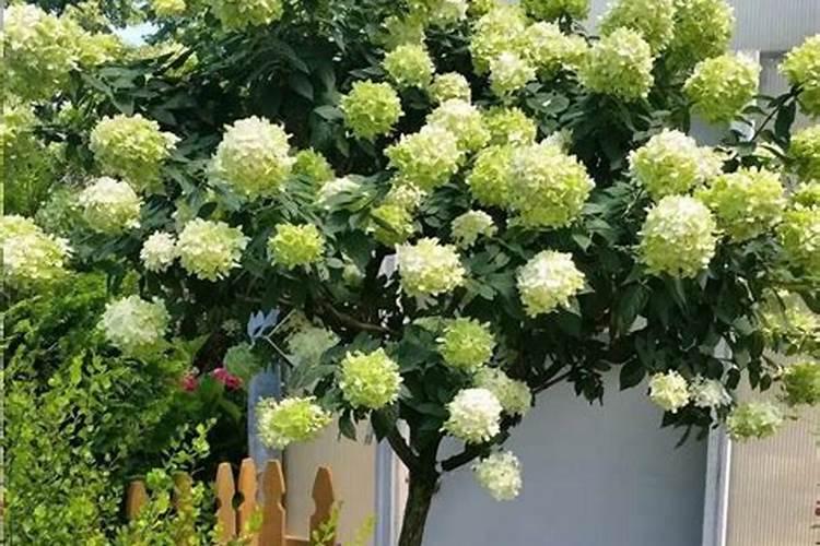 库尔勒香梨的特点是什么,种植该如何防治病虫害？