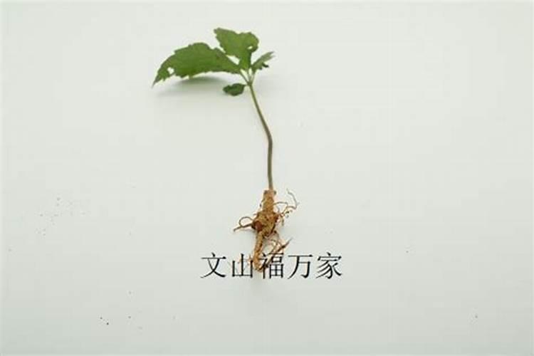 请问一下专家,三七硼撒多了会对叶片有什么影响吗