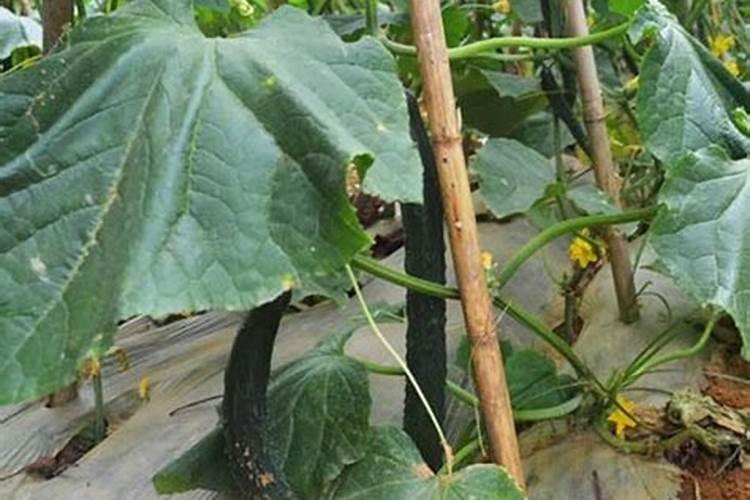 西瓜开始追施结果肥,应该施入什么肥料？