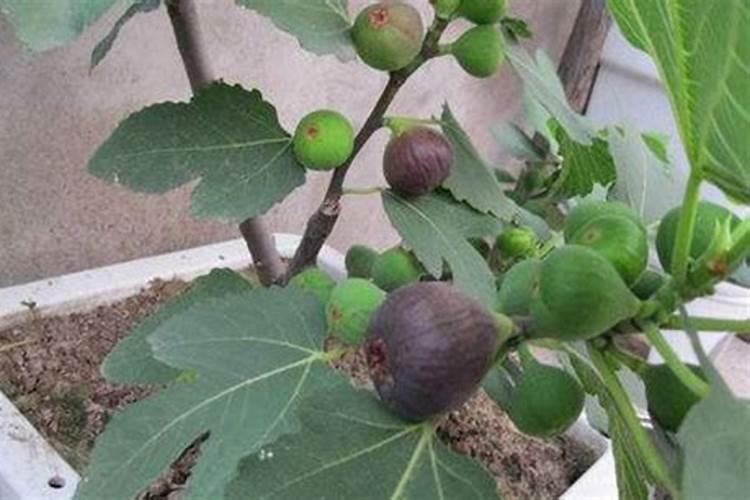 无花果树施什么肥合适