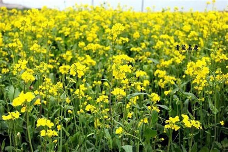 油菜籽什么时候追肥好花卉百科