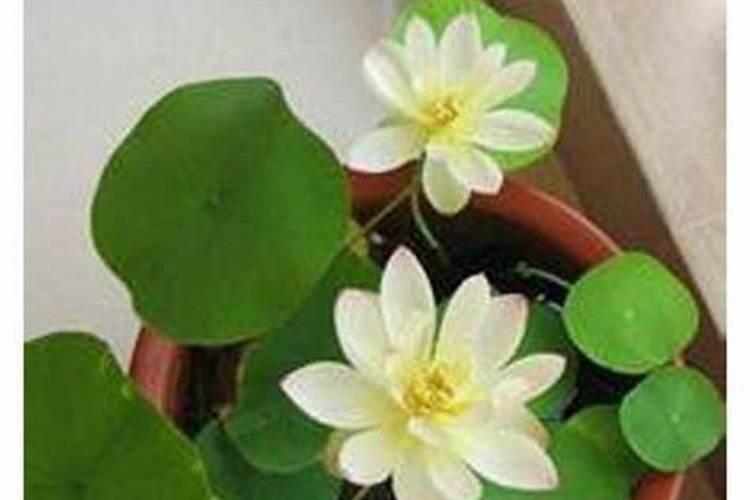 碗莲种子和莲心的区别？最好有图？怎样使它开花？用水溶肥？