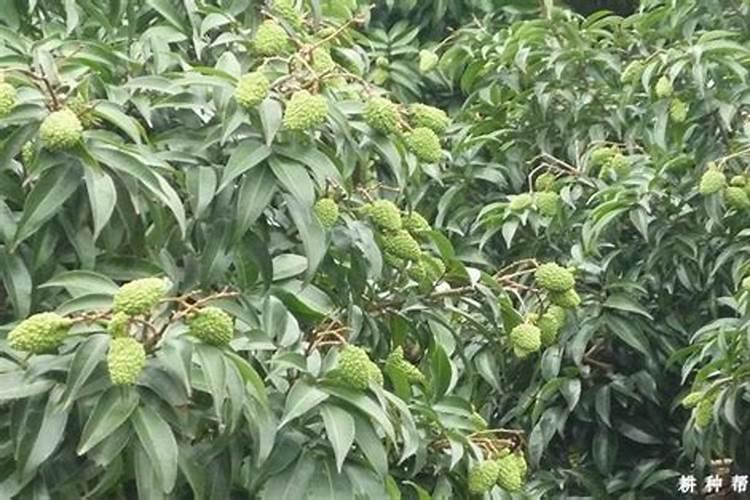 请问荔枝、追苗肥上什么最好？