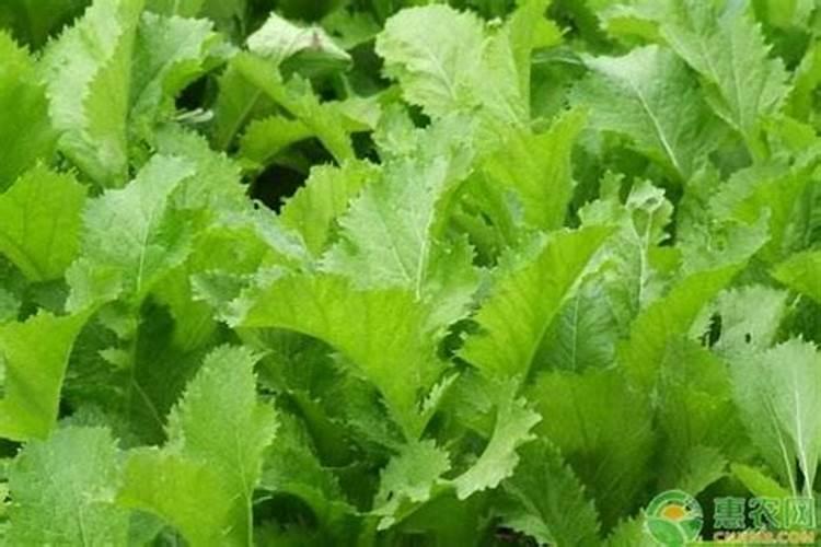 水种芥菜种植方法