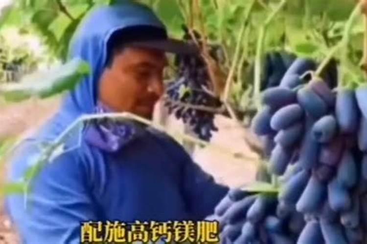 蓝宝石葡萄和夏黑葡萄哪个好吃？