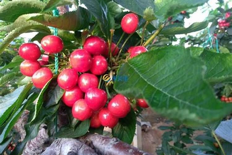 南方樱桃花期能不能喷磷酸二氢钾、糖醇钙和流体硼？