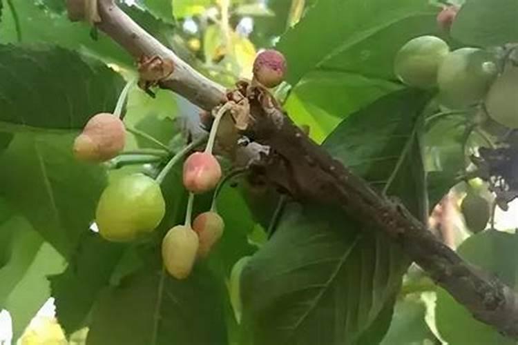如何正确使用草木灰、尿素和硫酸氨等肥料？