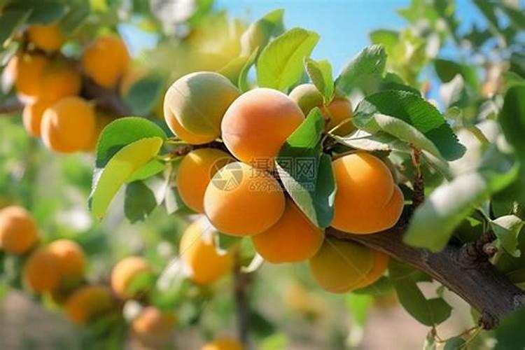 杏子种植技巧 杏子种植技术