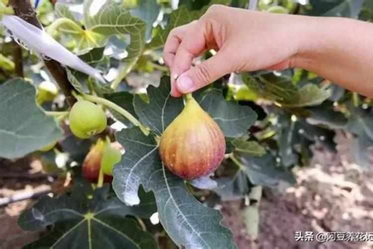 无花果掉果的原因怎样解决