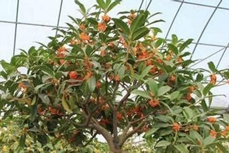 桂花树第一年能不能施肥 注意事项有哪些