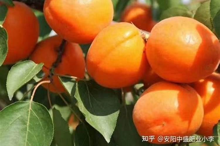 杏子树生长在哪里