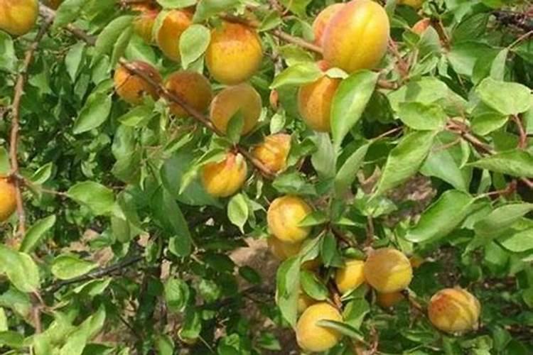 促进植物生根的肥料是钾肥还是磷肥
