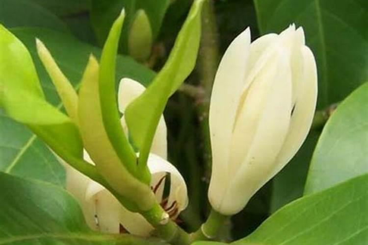 白兰花施什么肥？