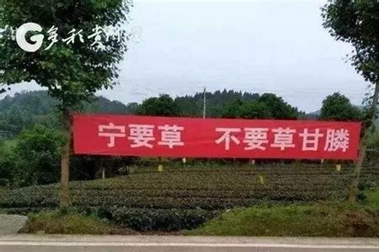 如何选择蔬菜叶面肥？ 62%草甘膦年生及多年生恶性杂草的专业克星
