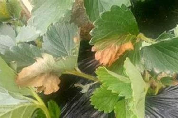 草莓肥料哪些最好