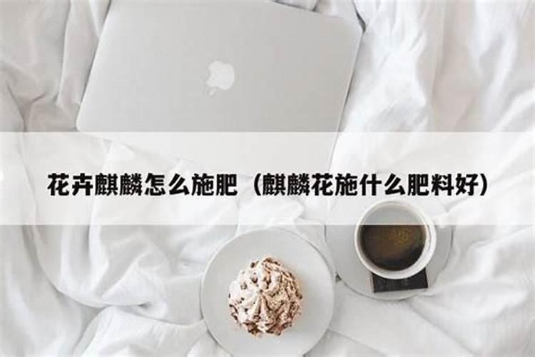 麒麟掌花怎样养(麒麟掌的养护和浇水)