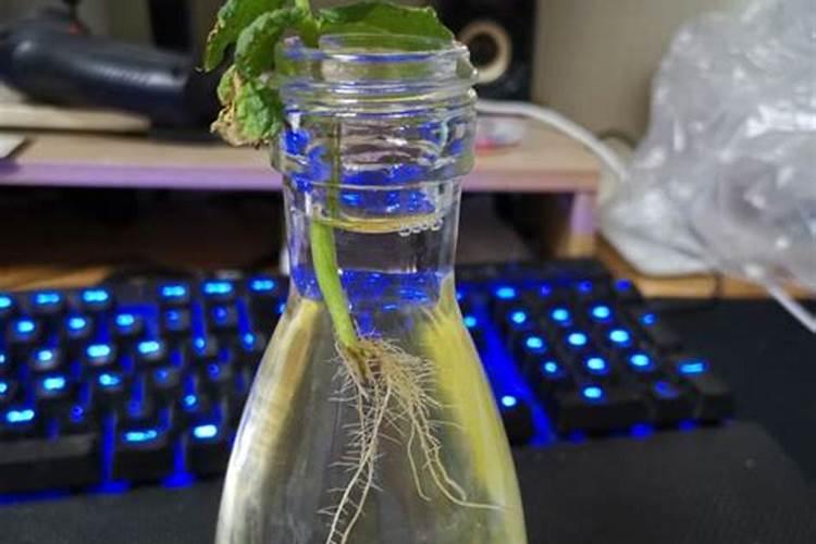 水培营养液稀释了可以浇到土培的植物吗