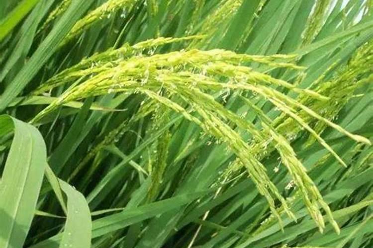 水稻养花不灌浆,不闭合用什么肥料？