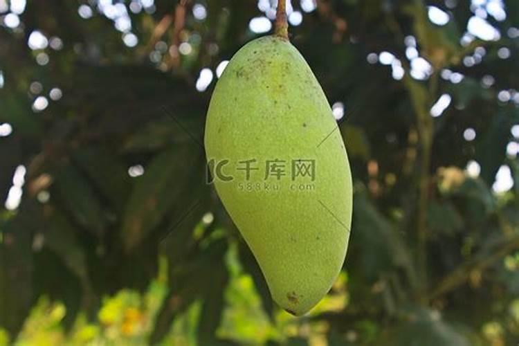 芒果施什么肥