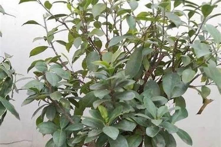 榕树盆景施什么肥料