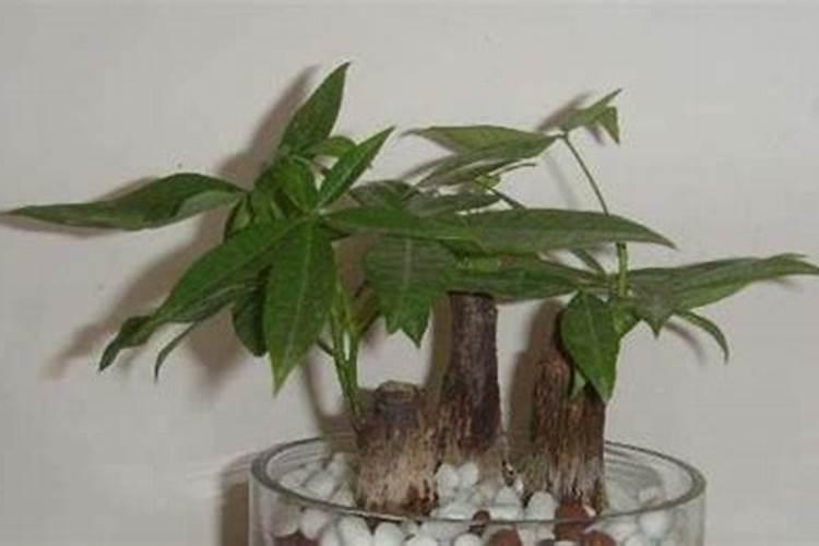 月季施什么肥开花最好