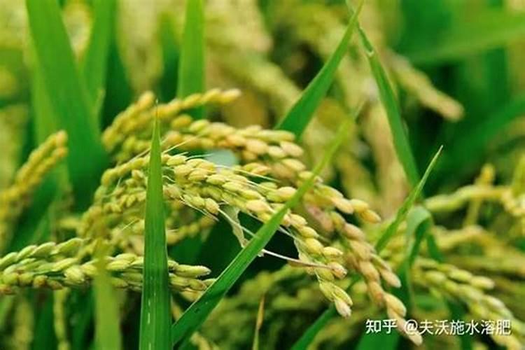 斤水溶肥兑多少水,水溶肥如何使用效果才好