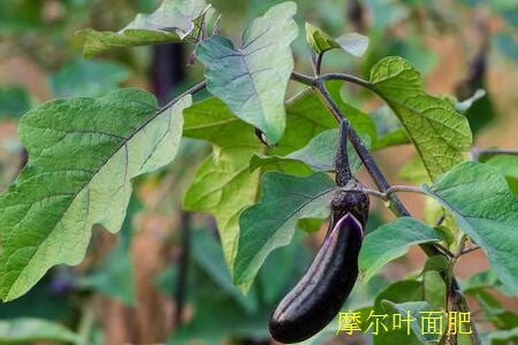 西瓜可以用含氯肥料吗