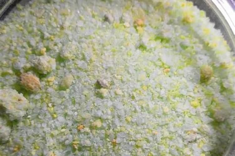 地栽月季施什么肥料最好？