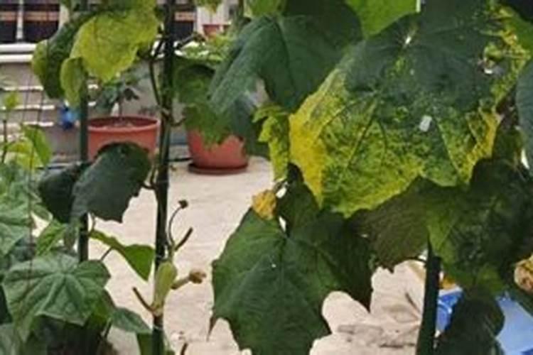 丝瓜黄叶是什么原因 黄叶原因及治疗方法