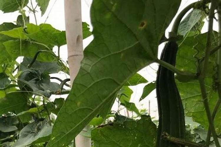 请问老师们这黄瓜得了什么病？该