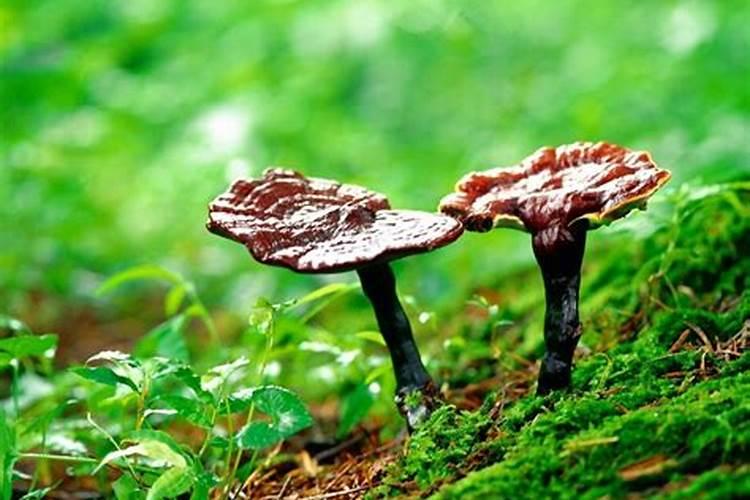种植小麦提前几天撒上肥料在耕地可以吗？