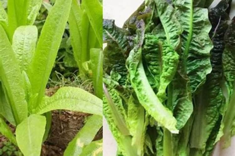 莴笋茎部开裂的原因是什么 预防措施有哪些