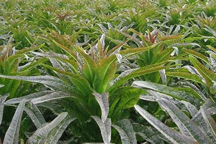 农民种植的芹菜出现裂杆,是什么原因造成的？要如何防治？