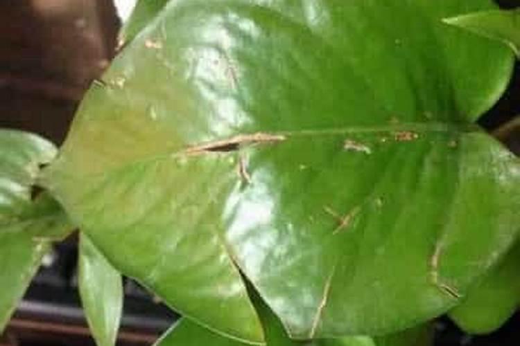 吊兰植物叶片断裂的原因是什么？