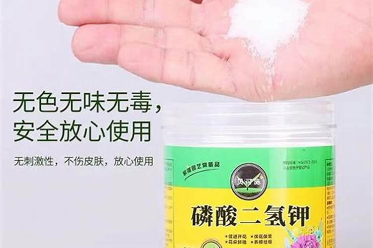建兰怎么施肥 建兰如何施肥
