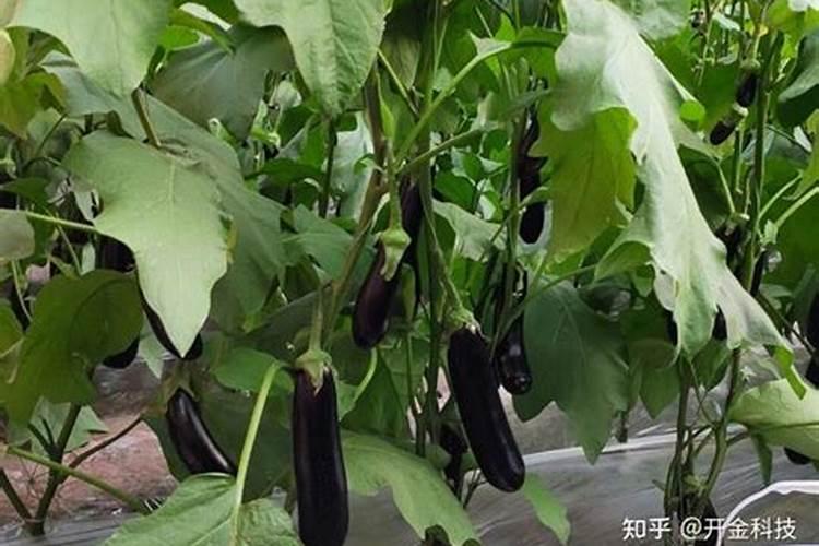 茄子早衰的原因是什么 如何预防