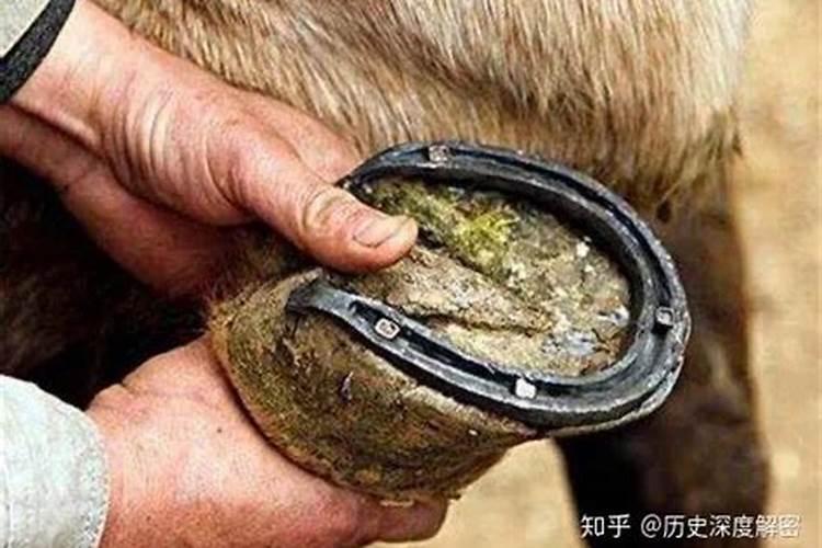 马蹄种植需要什么肥料