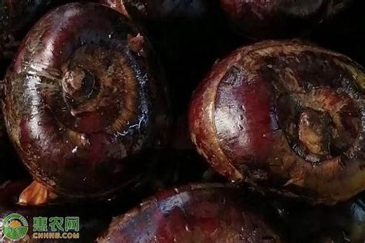 马蹄中富含什么维生素