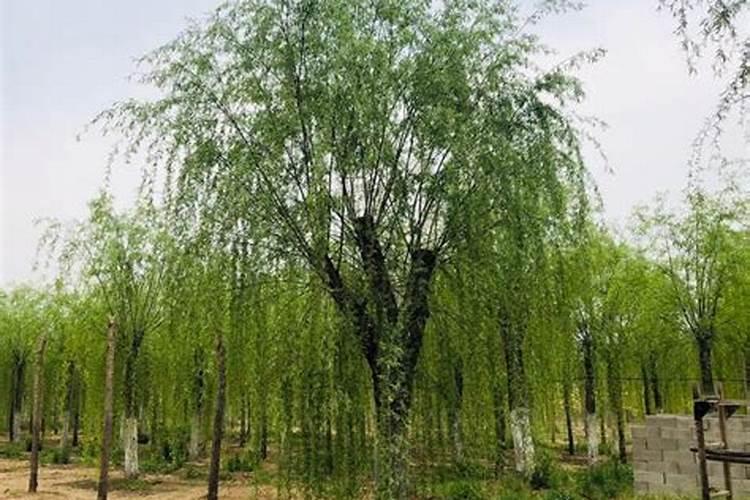 土地里有小块盐碱地该怎么办