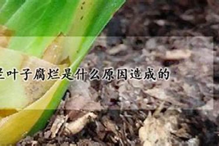 树叶烧成灰就是碱性钾肥,腐烂就变成了酸性肥料,这是为什么？