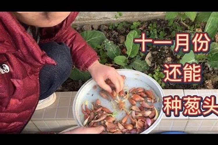 脆皮橘子适合北方种植吗