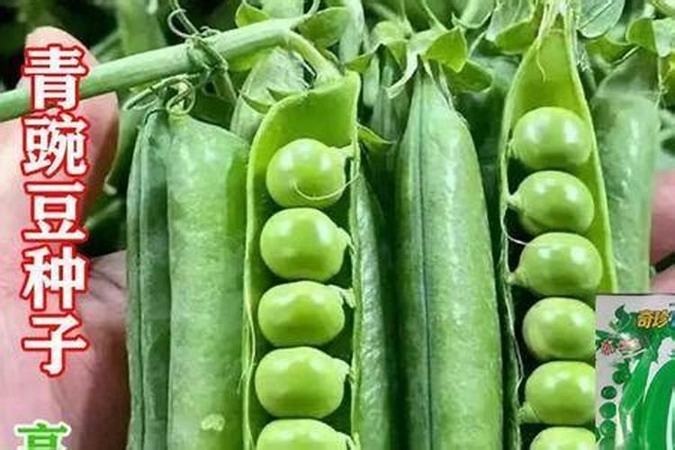 豌豆施什么肥好