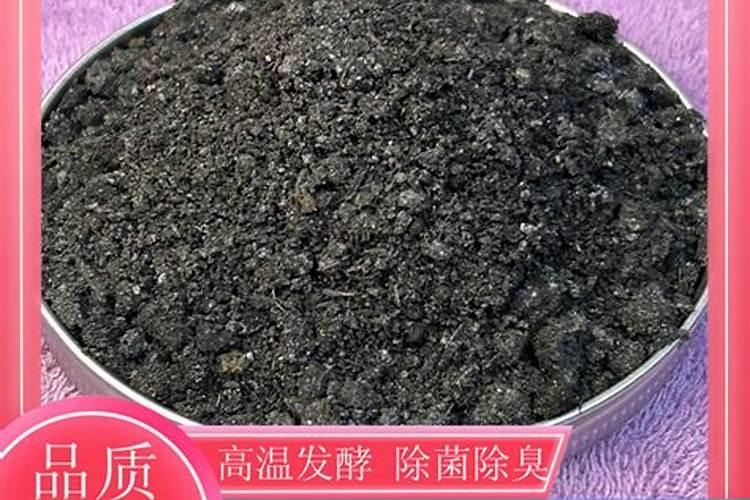 栽黄角兰的注意事项是什么？