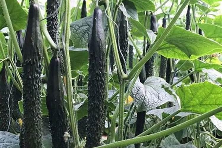 芸苔素能膨大葡萄吗？使用后会有怎样的变化？