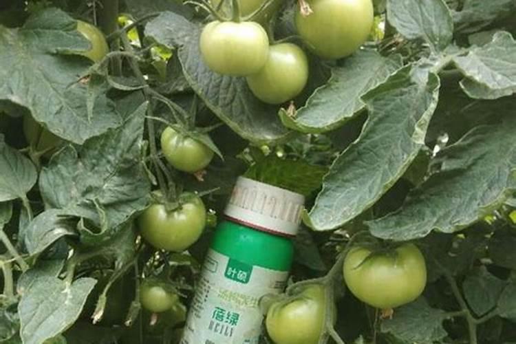 栽西红柿用什么肥料最好