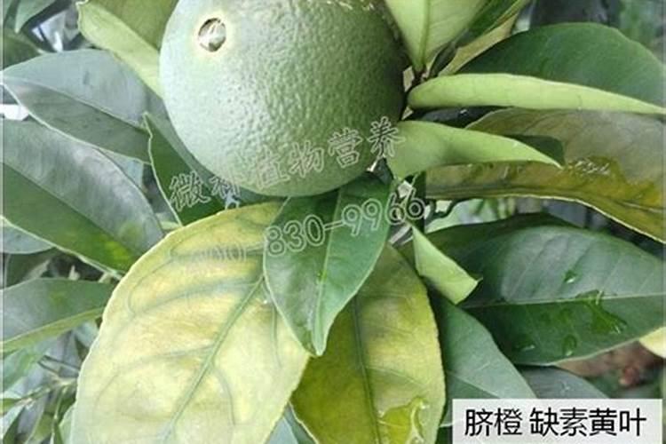 脐橙缺镁怎么办