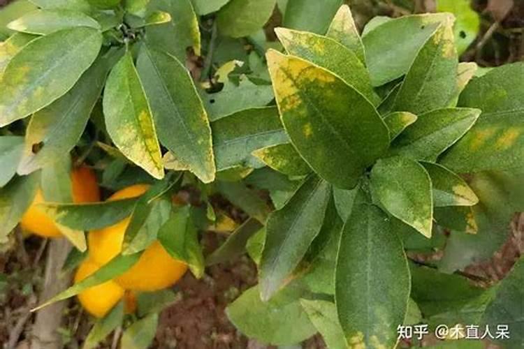 脐橙树缺镁有什么症状和补救措施？